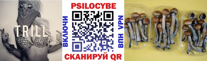 Галлюциногенные грибы Psilocybe  Ясный 